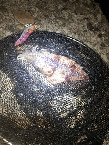 コウイカの釣果