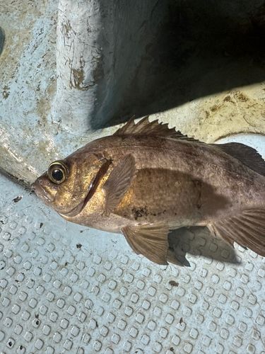 アカメバルの釣果