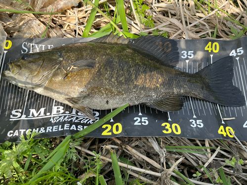 スモールマウスバスの釣果