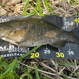 スモールマウスバス