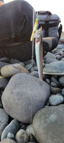 カタクチイワシの釣果