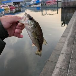 ラージマウスバス