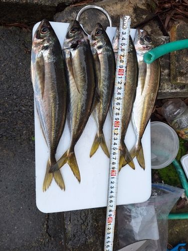 アジの釣果