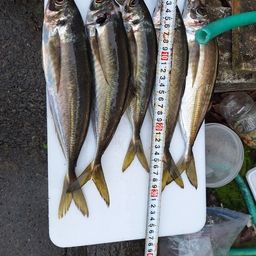 アジ