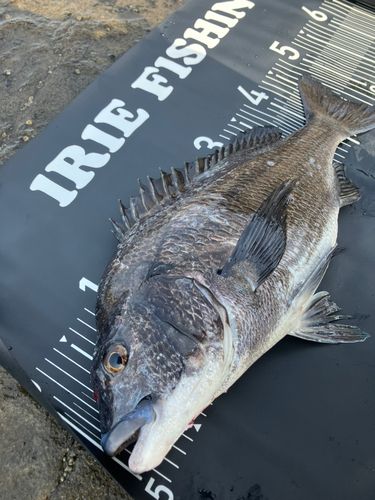 クロダイの釣果