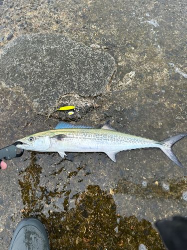 サゴシの釣果