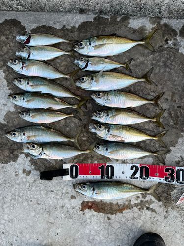 アジの釣果