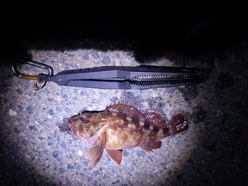 カサゴの釣果