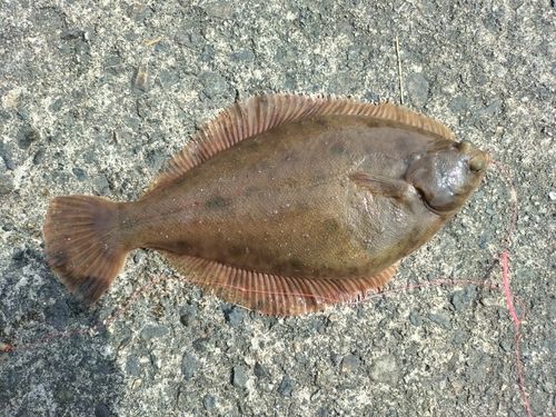 マコガレイの釣果