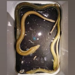 ウナギ