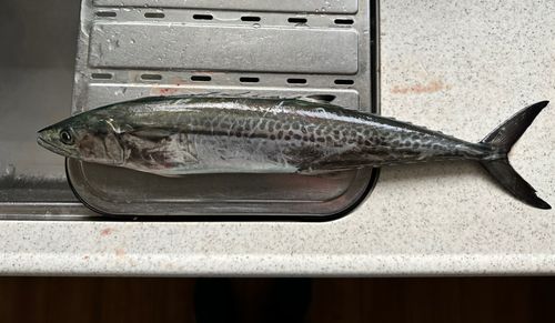 サゴシの釣果