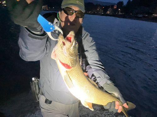 トラウトの釣果