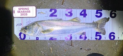 シーバスの釣果