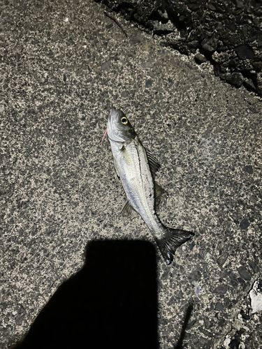 セイゴ（マルスズキ）