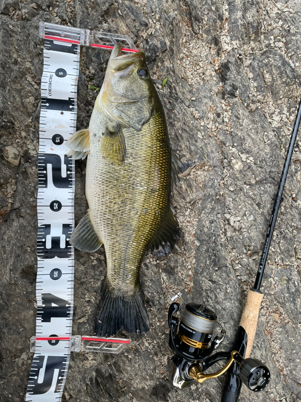 DAIWA 23レガリス LT2500S-XHの最安値・インプレ・釣果 | 本音の