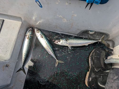 マサバの釣果