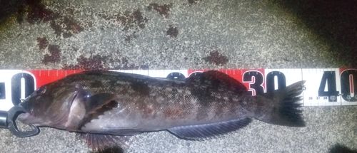 アイナメの釣果