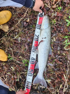 イトウの釣果