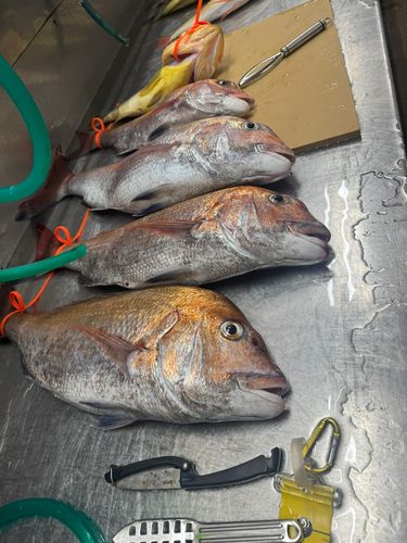 マダイの釣果