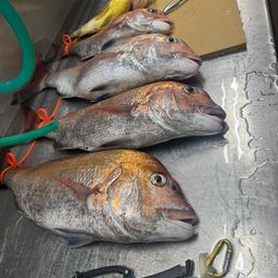 マダイ