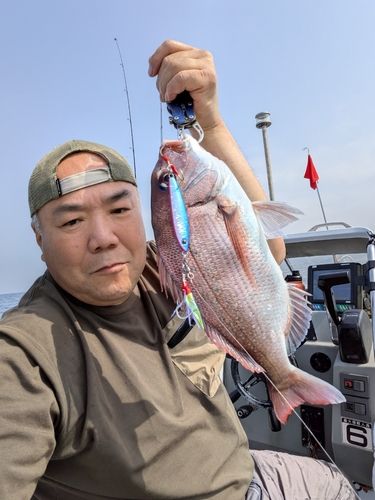 マダイの釣果
