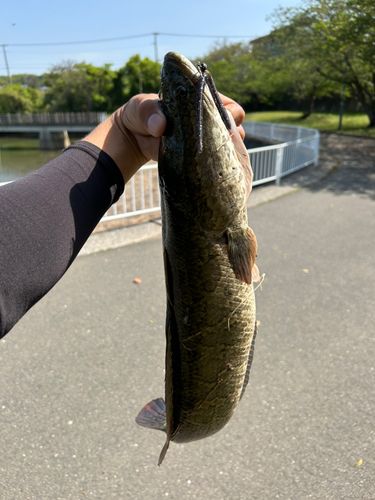 ライギョの釣果