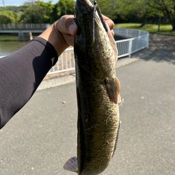 ライギョ