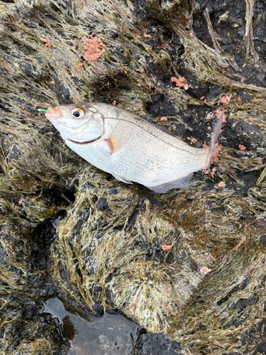 ウミタナゴの釣果