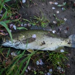 スモールマウスバス