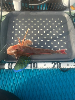 ホウボウの釣果