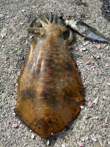 アオリイカの釣果