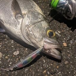 セイゴ（ヒラスズキ）