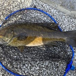 スモールマウスバス