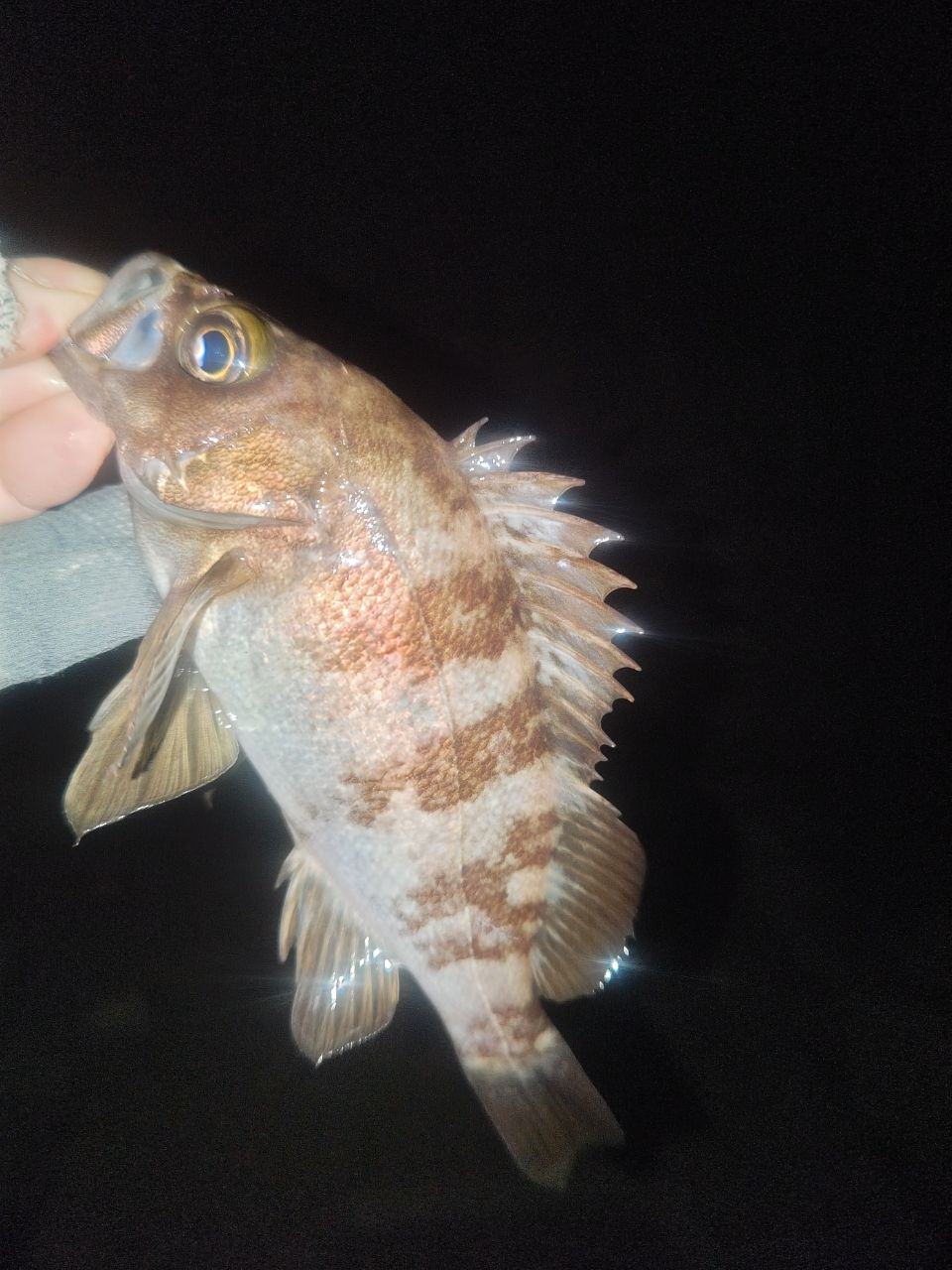 メバル