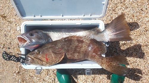 チャイロマルハタ