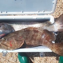 チャイロマルハタ