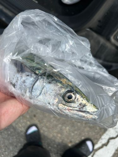 サゴシの釣果