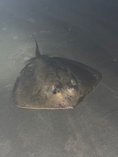 アカエイの釣果