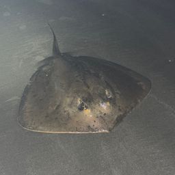 アカエイ
