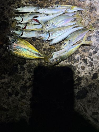 アジの釣果