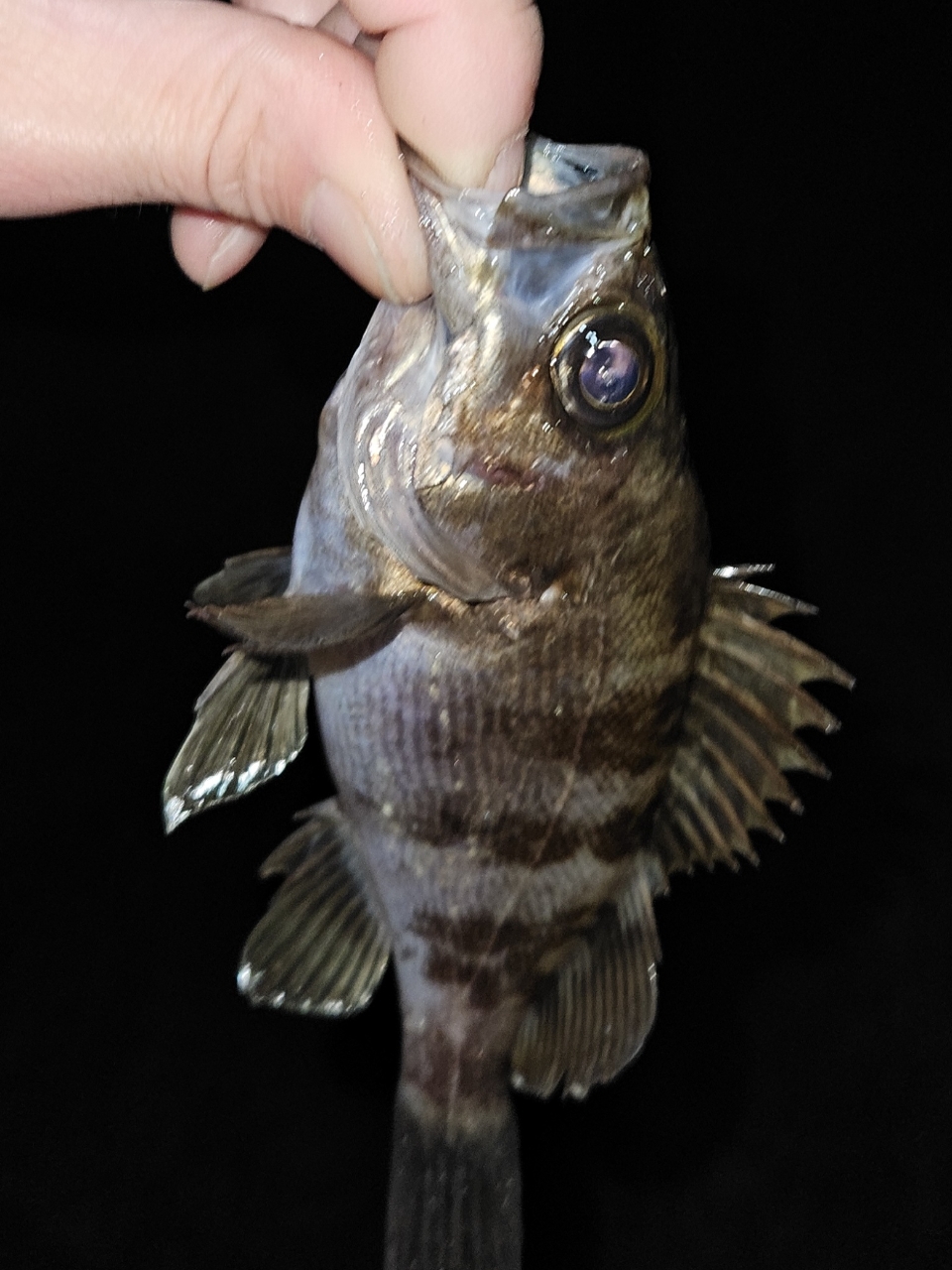 DAIWA 20月下美人 メバルモデル 76L-Tの最安値・インプレ・釣果