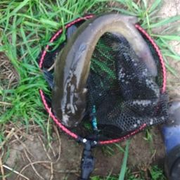 アメリカナマズ