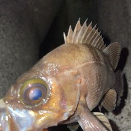 メバル