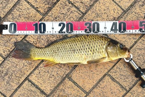コイの釣果