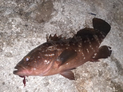 キジハタの釣果