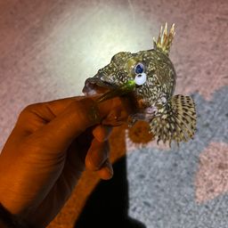 カサゴ