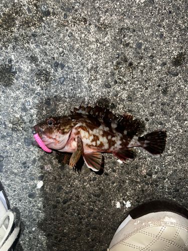 カサゴの釣果