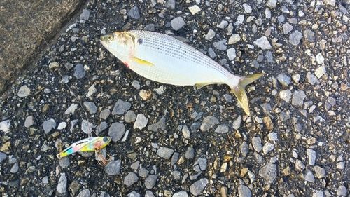 コノシロの釣果