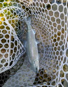 ニジマスの釣果