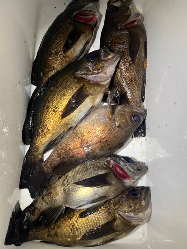メバルの釣果